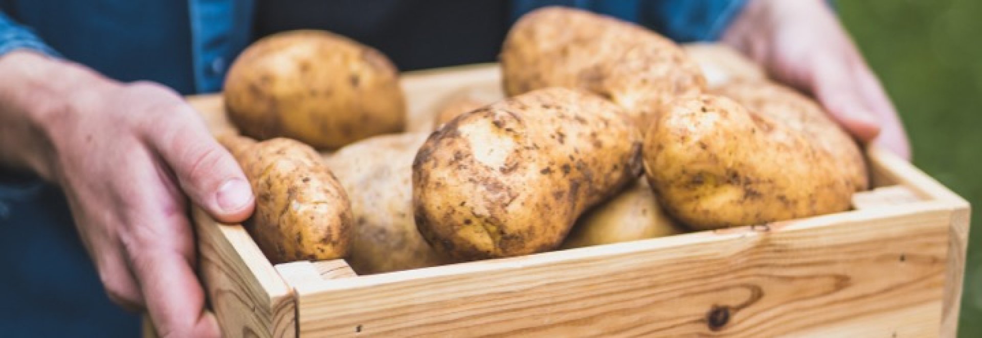 Jak doma skladovat brambory?