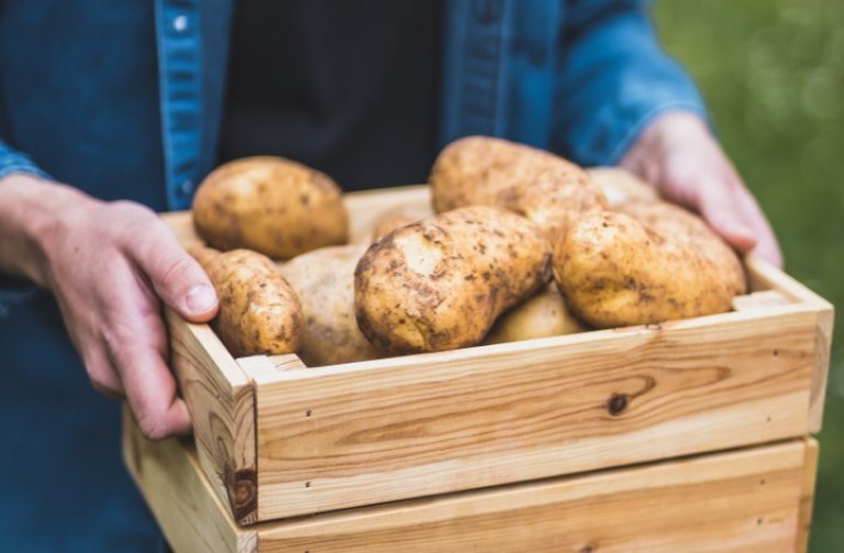 Jak doma skladovat brambory?
