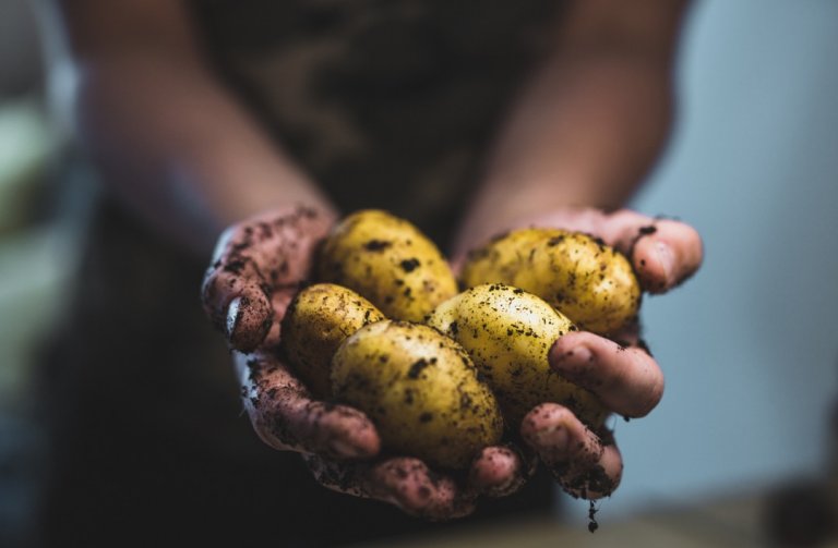 Naše bramborářství je mezi nejšetrnějšími v Evropě
