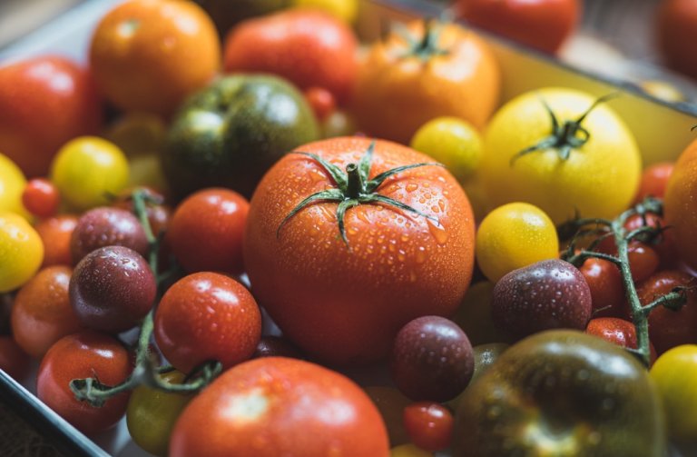 Proč tolik milujeme rajčata?